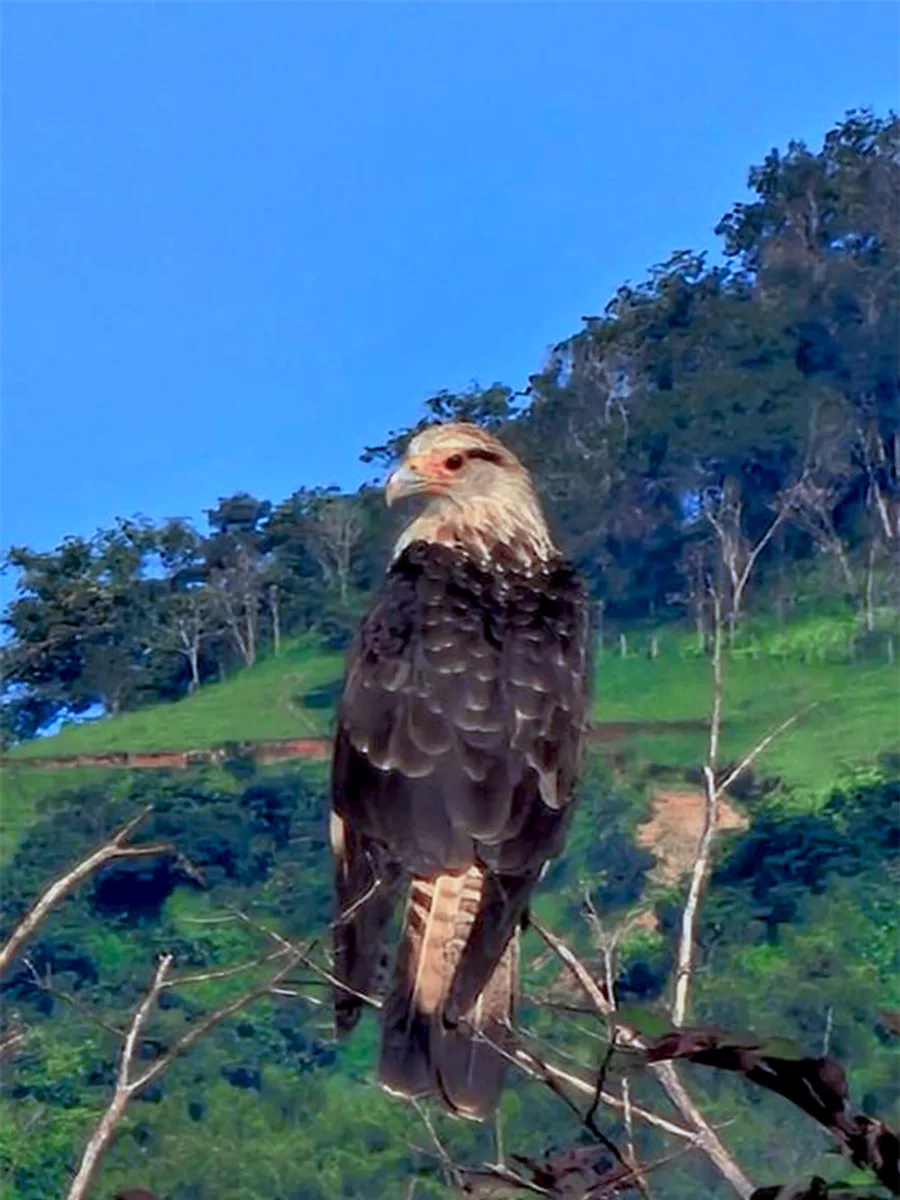 Caracara cabeciamarillo