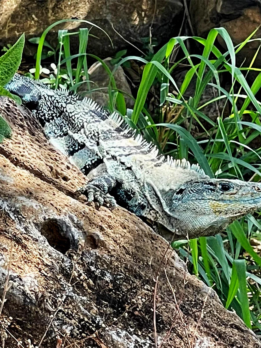Iguana