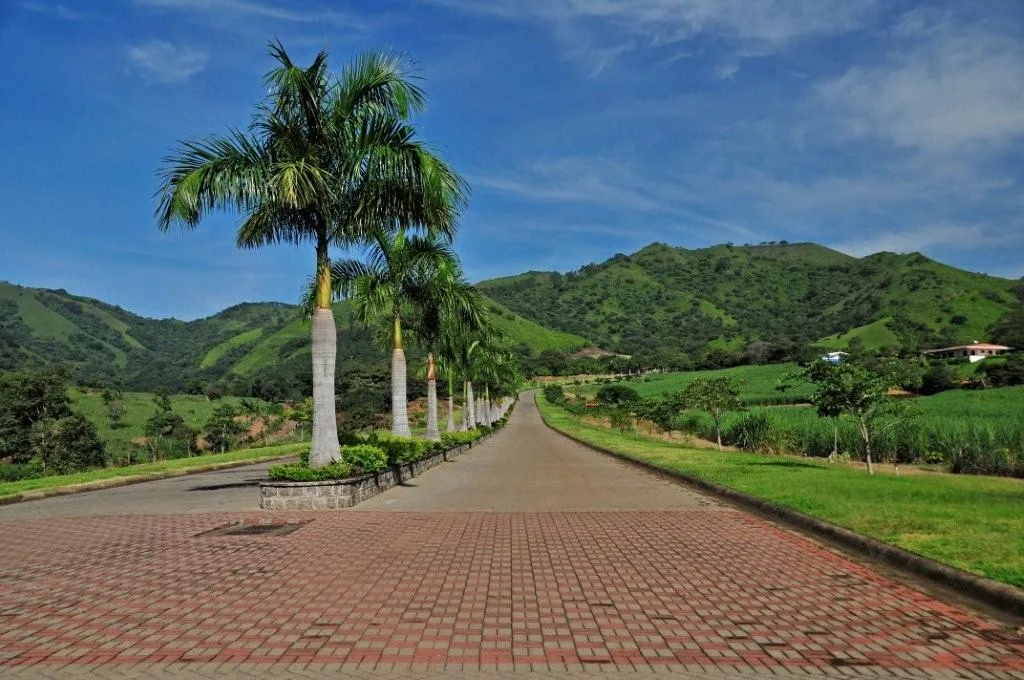 Entrada con palmeras